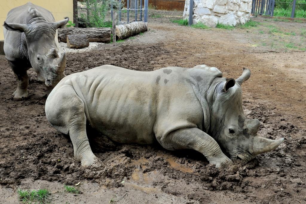 Roma, al Bioparco dal 29 settembre al I ottobre attività 'EsploraNatura'