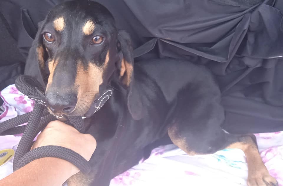 Vagava da qualche mese per Cerveteri, cagnolina messa in salvo