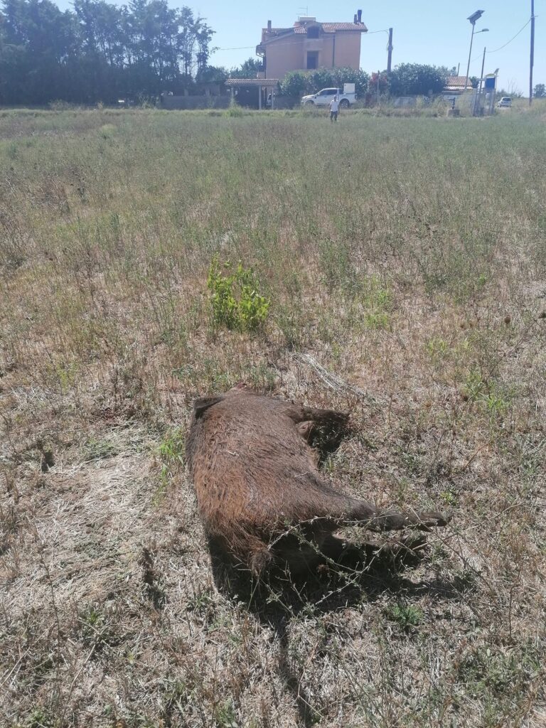 Cerveteri: cinghiale investito in via Fontana Morella