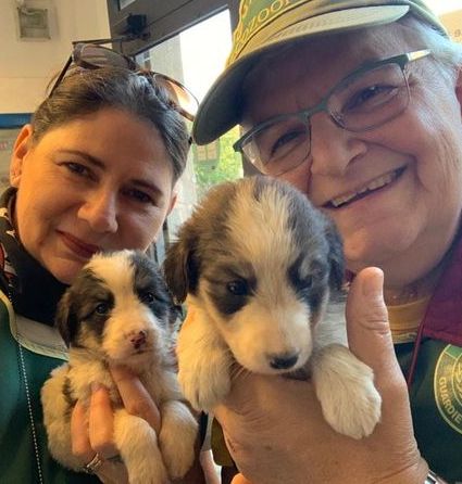 Ladispoli: 3 cuccioli abbandonati salvati da FareAmbiente