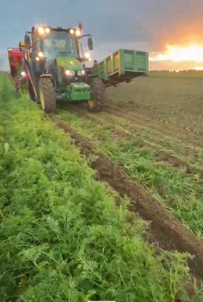 Fiumicino: inizia la raccolta delle carote, aziende in difficoltà per i costi di produzione e scarsità di personale