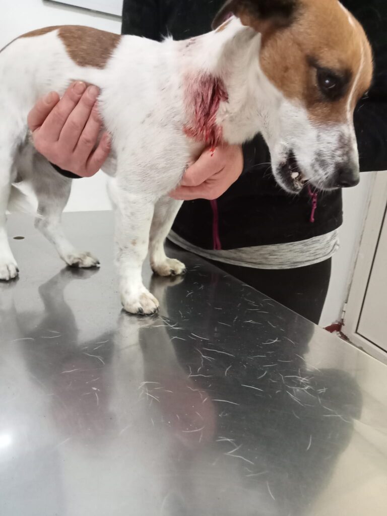 Cerveteri donna assalita cane