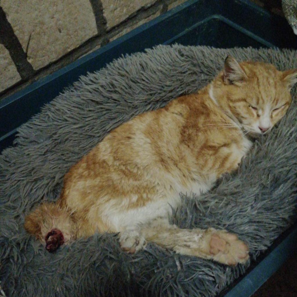 Cerveteri salvato gattino ferito