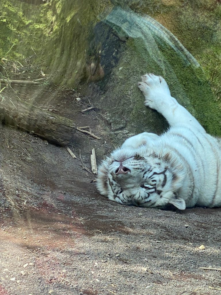 Il "Di Vittorio" di Ladispoli al bioparco di Roma