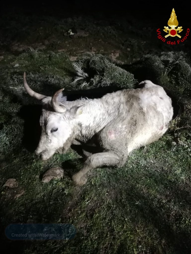 Santa Marinella mucca pantano