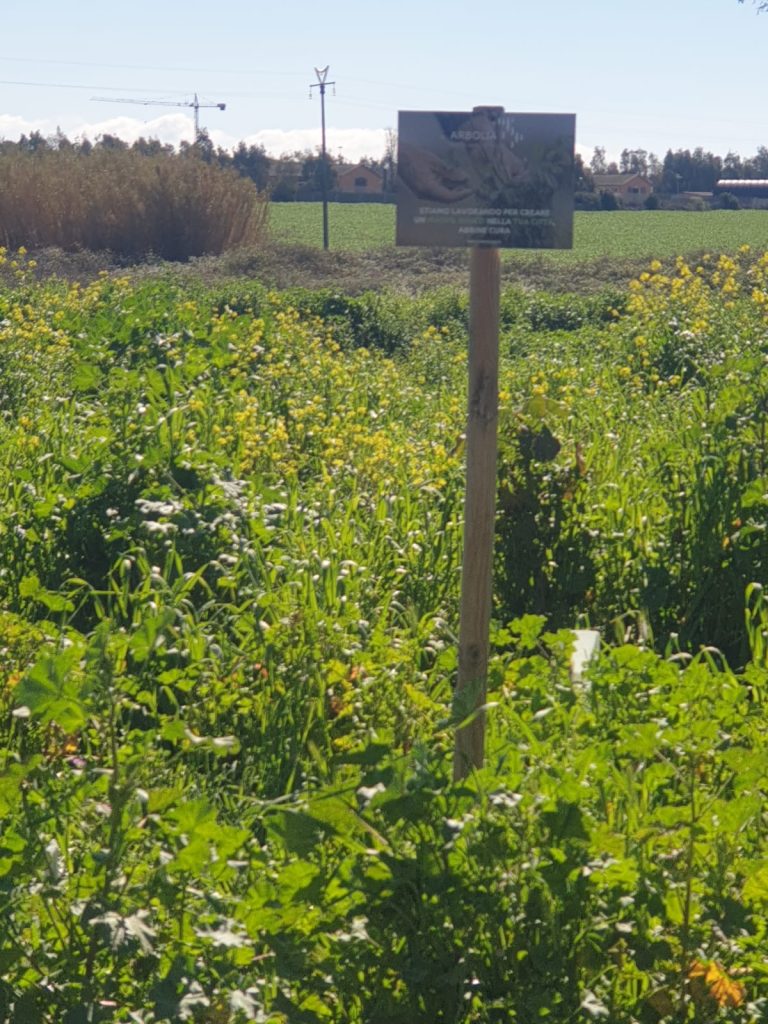 Arbolia, Governo Civico Ladispoli: "Il bosco resto solo l'idea iniziale, l'area è sommersa da una foresta di piante infestanti"