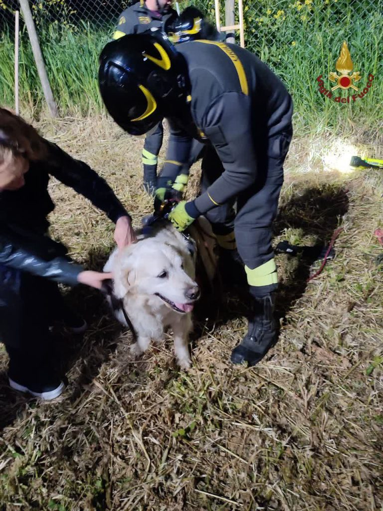Roma: i Vigli del Fuoco hanno soccorso un cane caduto accidentalmente all'interno di una buca di più di 3 metri