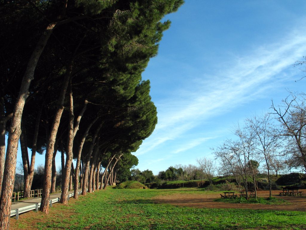 Cerveteri, via della Necropoli, nel suo tratto alberato, resta chiusa per lavori di potatura. Tutte le istruzioni per arrivare alla Banditaccia