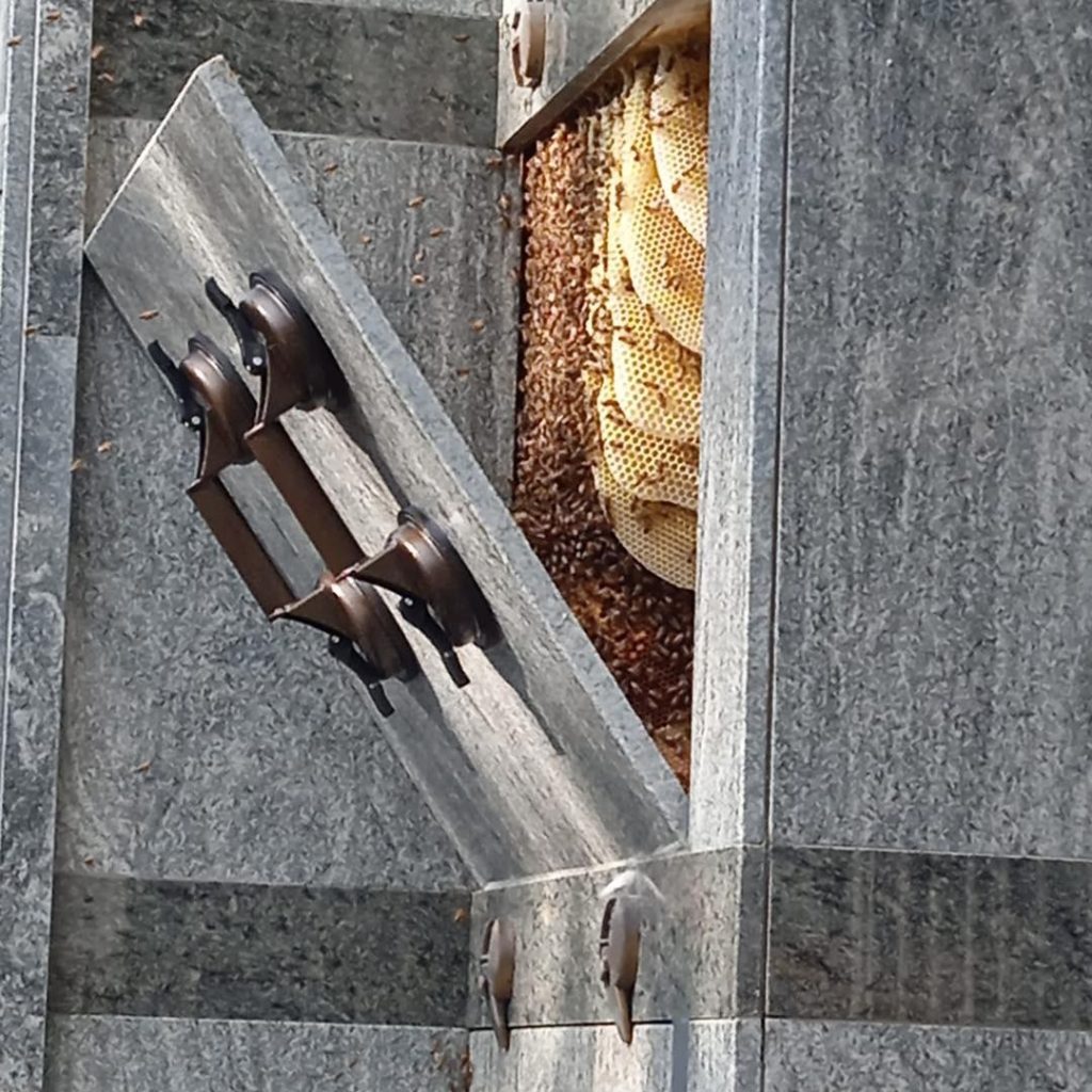api colonizzano cimitero Cerveteri