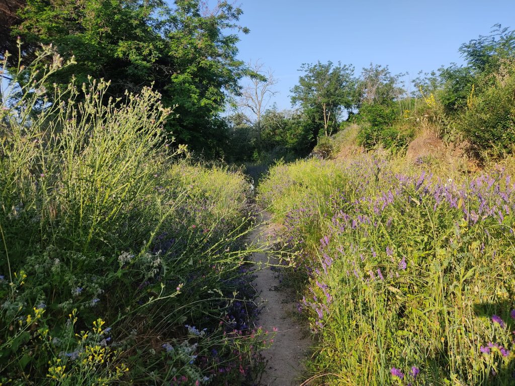 Cerveteri via Sepolcrale degrado