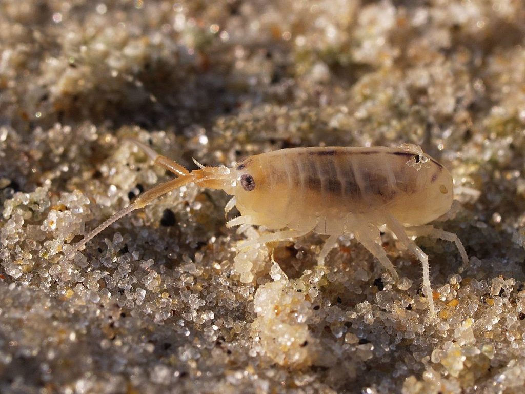 Pulci di mare sulle spiagge cerveterane: tutto ciò che bisogna sapere