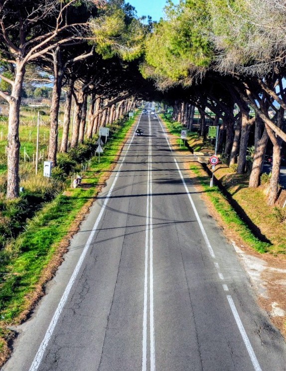 Ladispoli, il PD: “A rischio i magnifici pini del territorio”