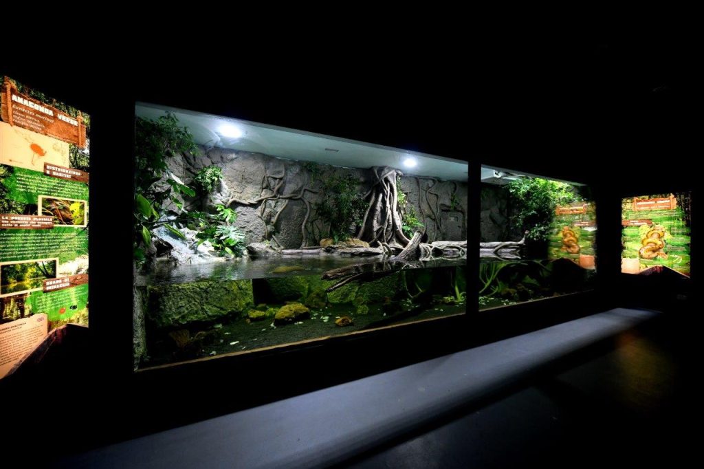 Una nuova area per l'anaconda verde del Bioparco di Roma