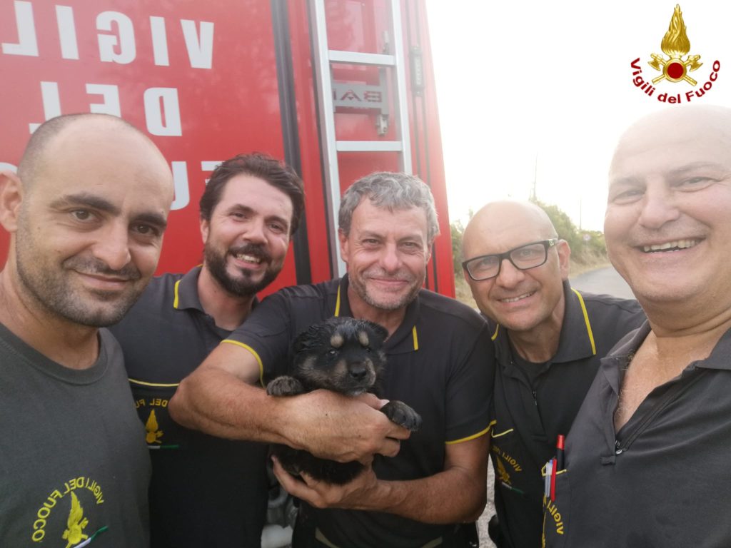 Cucciolo di rottweiler rimane impigliato nel fil di ferro. Liberato dai vigili del fuoco di Civitavecchia