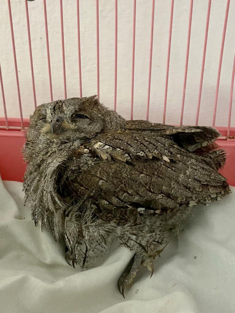Pioggia di assioli a Cerveteri, le Guardie Ecozoofile salvano 3 gufetti in una settimana