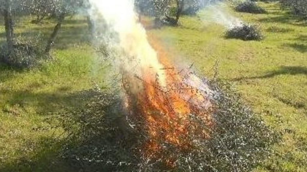 Viola l'ordinanza e brucia potature: multato 40enne di Cerveteri