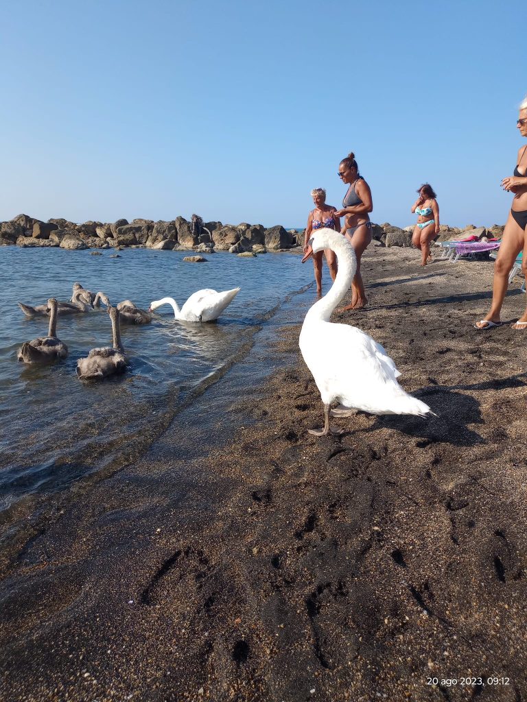 Cigno avvolto da una lenza a Torre Flavia: si lavora per aiutarlo