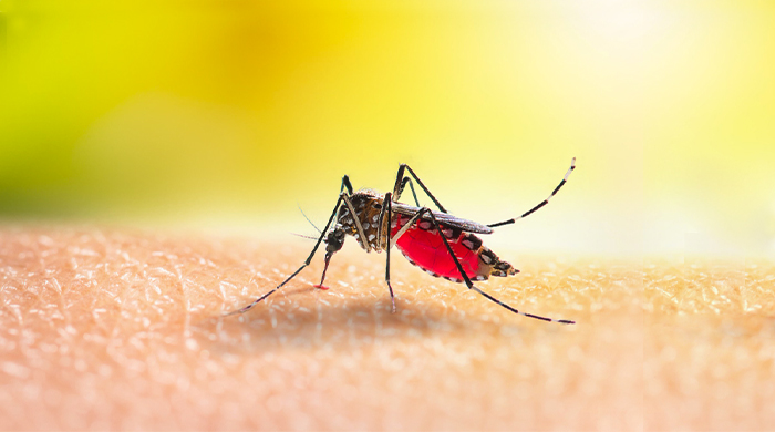 Virus Dengue, due casi non correlati a viaggi