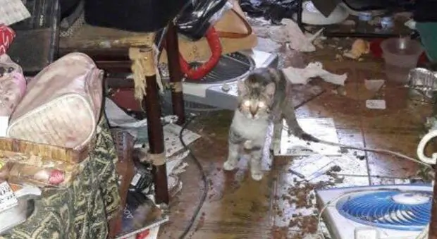 Roma, Gualtieri ferma la killer dei gatti di Via Lavinio