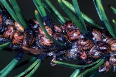 Cerveteri, arriva l'ordinanza per la lotta ai parassiti del pino