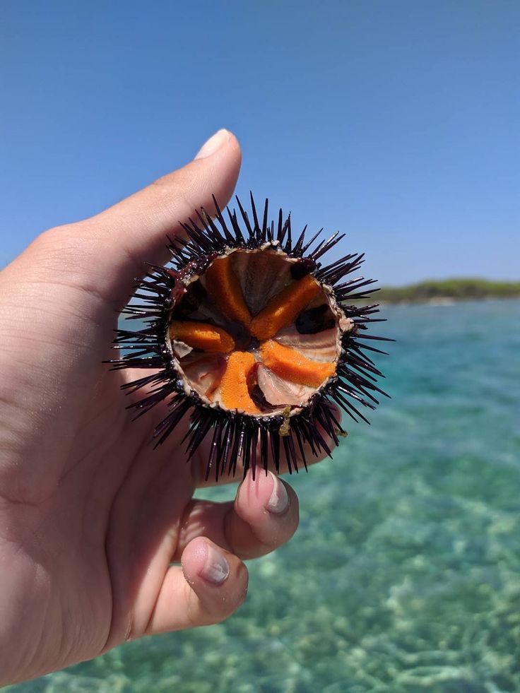 Caccia illegale ai ricci di mare in aumento: una preoccupante piaga ambientale
