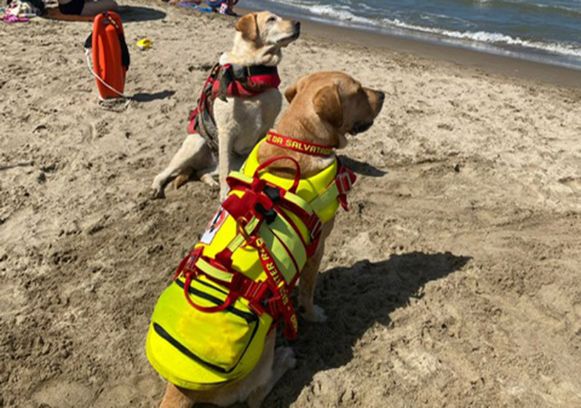 Ladispoli, cani bagnino SICS salvano due persone nel giro di un'ora e mezza