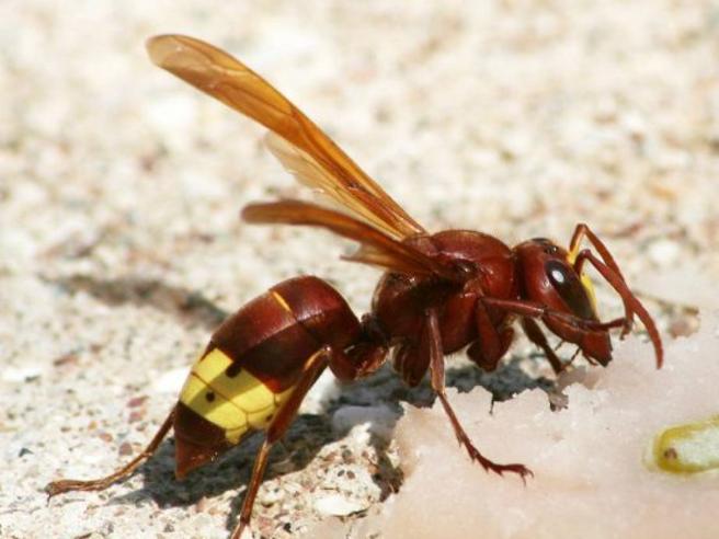 La vespa orientalis "AMA" i rifiuti di Roma