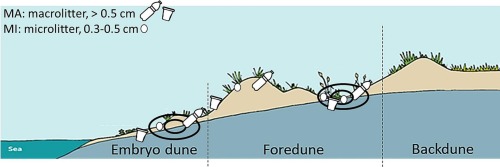 Quanta plastica si raccoglie tra le piante delle dune di Torre Flavia?