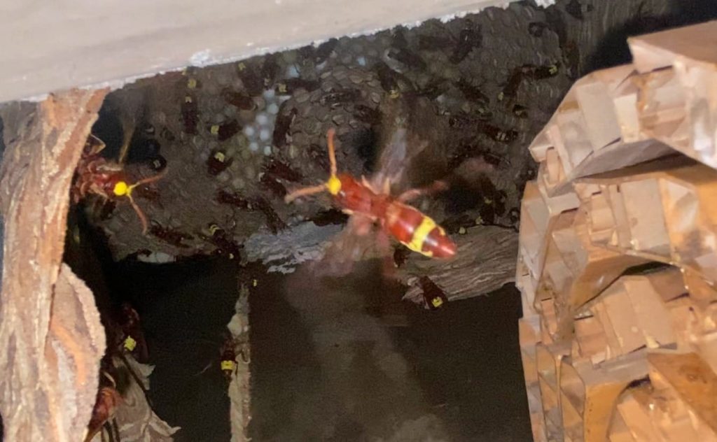 La Vespa Orientalis arriva anche a Tivoli