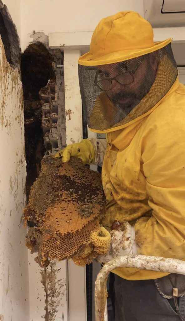 70mila api recuperate dal naturalista Andrea Lunerti. Avevano creato il loro alveare in un ufficio al centro di Roma