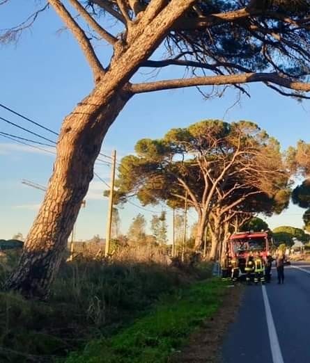 Pino caduto sull'Aurelia, il PD Ladispoli: "La perizia sbagliata ha lasciato alberi pericolanti"