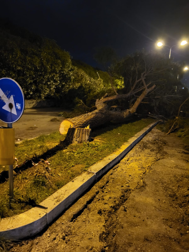 Cittadini per l'Ambiente: "Memoria di uno scempio. Abbattuti i sette grandi pini di via Chirieletti"