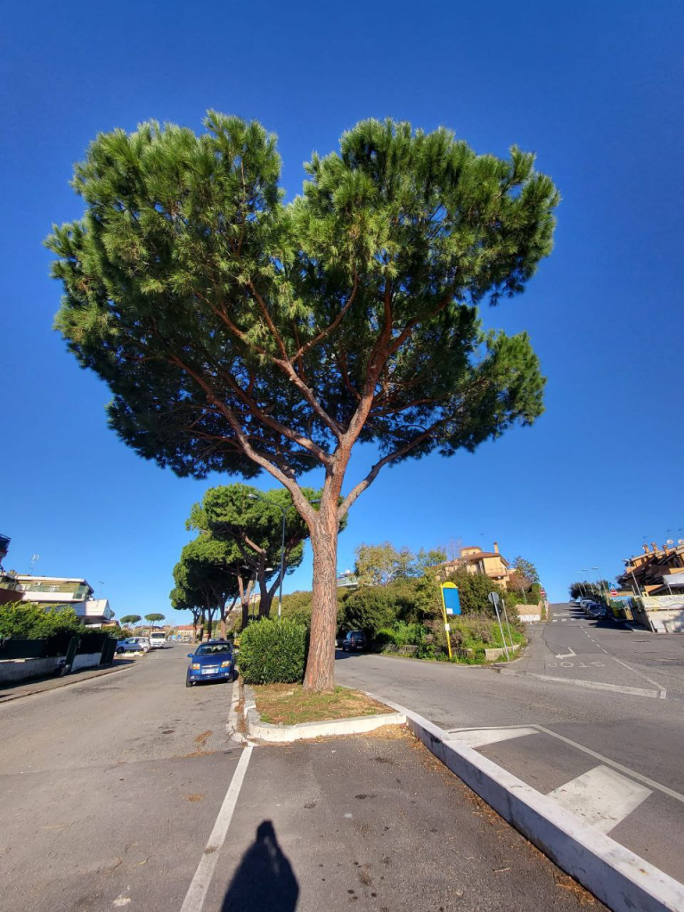 Cittadini per l'Ambiente: "Memoria di uno scempio. Abbattuti i sette grandi pini di via Chirieletti"