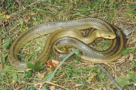 Al Sasso la millenaria  Grotta dei Serpenti Salutiferi che guarivano le peggiori e più ripugnanti malattie