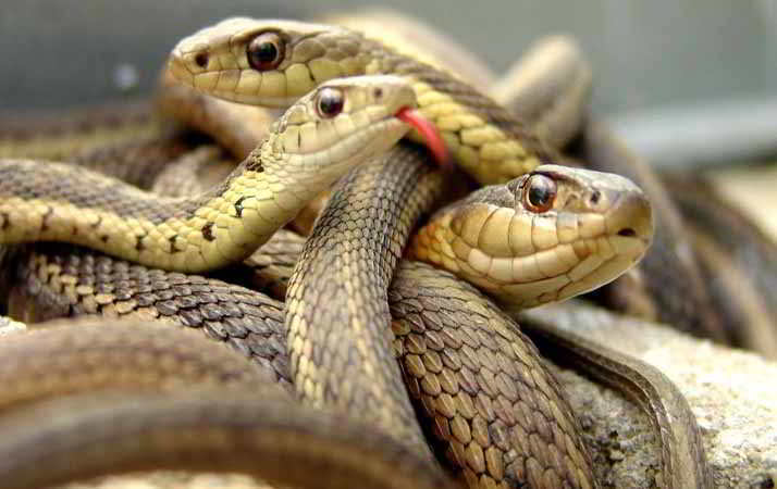 Al Sasso la millenaria  Grotta dei Serpenti Salutiferi che guarivano le peggiori e più ripugnanti malattie