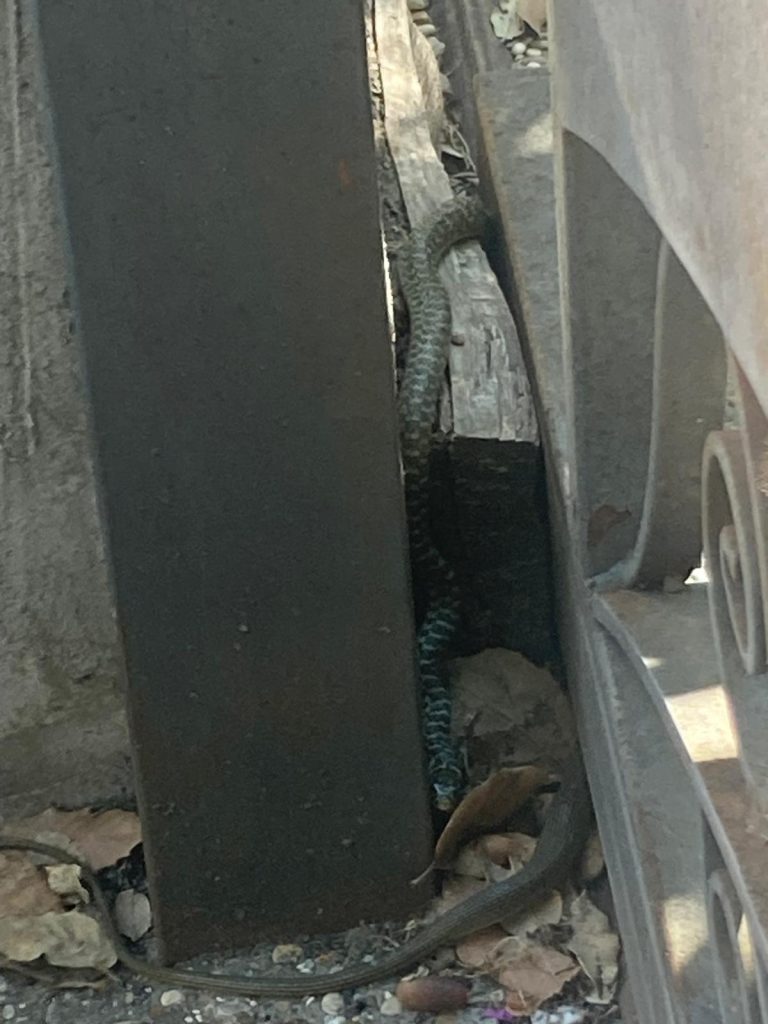Cerveteri, frustone avvistato in via S. Rocco. Allertate le zoofile