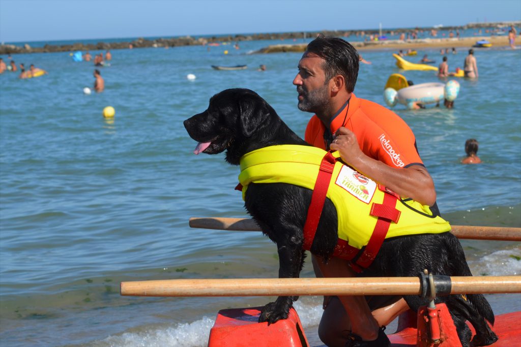 I cani bagnino SICS al lavoro sulle spiagge d'Italia