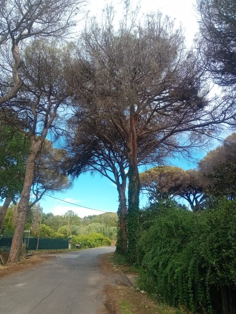 Cerveteri, "In via d'estinzione un altra pineta centenaria in via di Ceri"