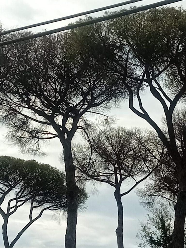 Cerveteri, "In via d'estinzione un altra pineta centenaria in via di Ceri"