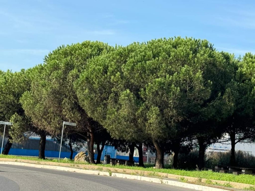 Tutela del verde, interventi endoterapici per i pini di Ladispoli  