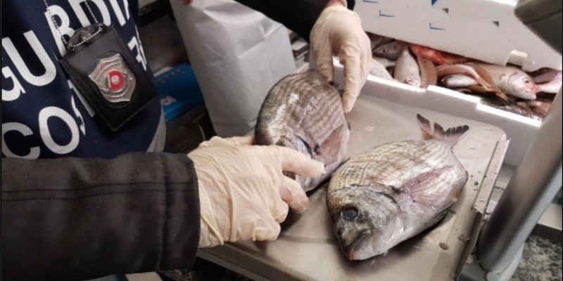 Controlli della Guardia Costiera in vista del Natale, sequestrati 150 kg di pesce tra Ladispoli, Cerveteri e Bracciano