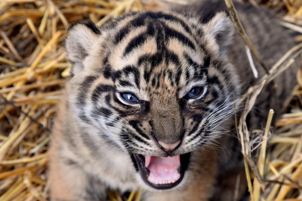 Bioparco, la tigrotta Kala compie un anno