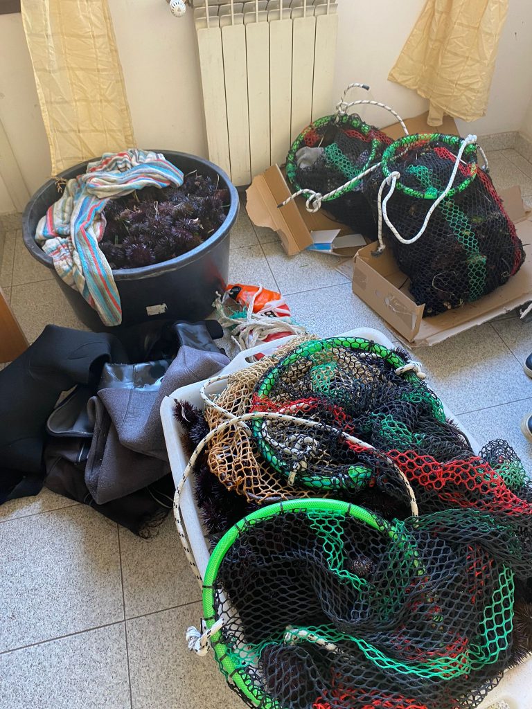 Santa Marinella, pescatori di frodo in trasferta da Pozzuoli: avevano pescato 2000 ricci di mare