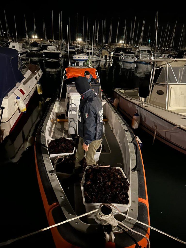 Sequestrati 6000 ricci di mare pescati tra Santa Marinella e Tarquinia