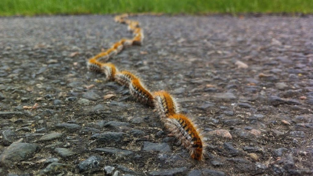 Attenzione ai vostri cani: è stata segnalata la presenza di Processionaria presso la Necropoli della Banditaccia