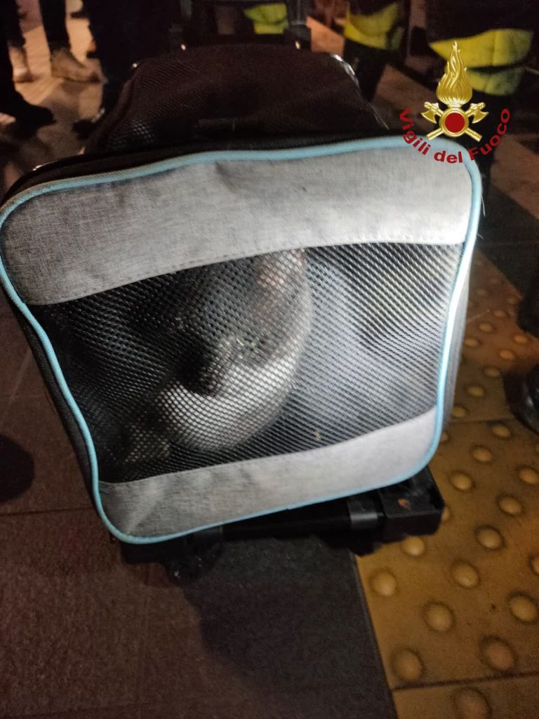 Gatto si infila sotto un treno, salvato dai Vigili del Fuoco