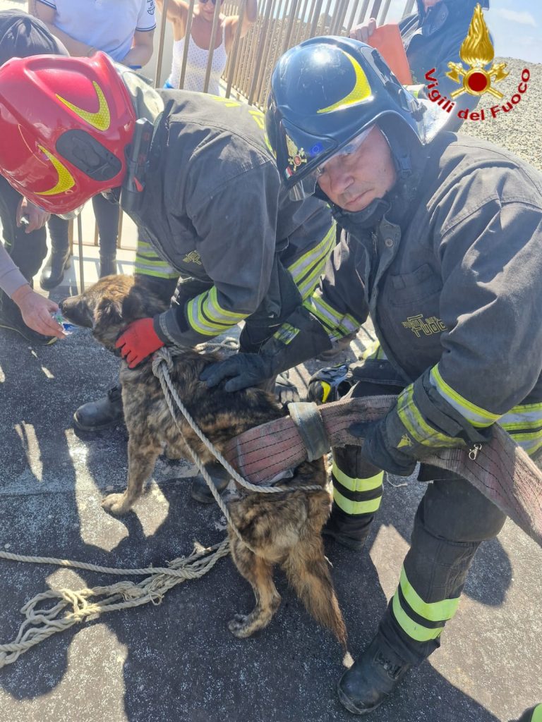 I Vigili del Fuoco di Civitavecchia hanno salvato un cane caduto tra gli scogli del porticciolo Riva di Traiano