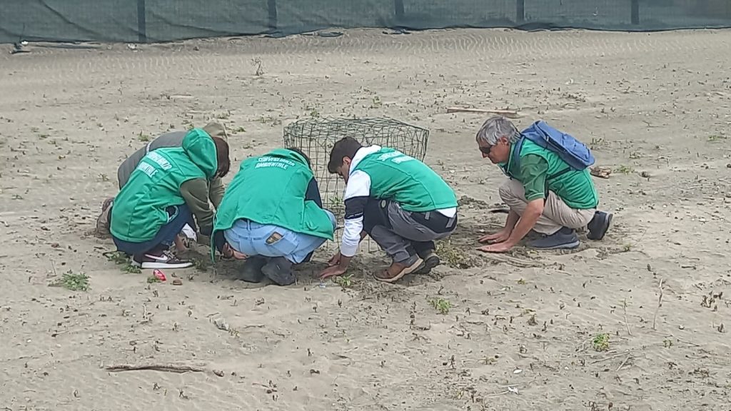 Palude di Torre Flavia, anche quest’anno il Fratino ha scelto le nostre dune per deporre le sue rarissime uova