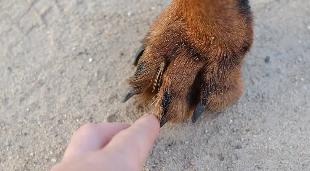 Cerveteri, nelle aree verdi dedicate ai cani, e nei percorsi per arrivare ad esse, va raccolta l’erba tagliata