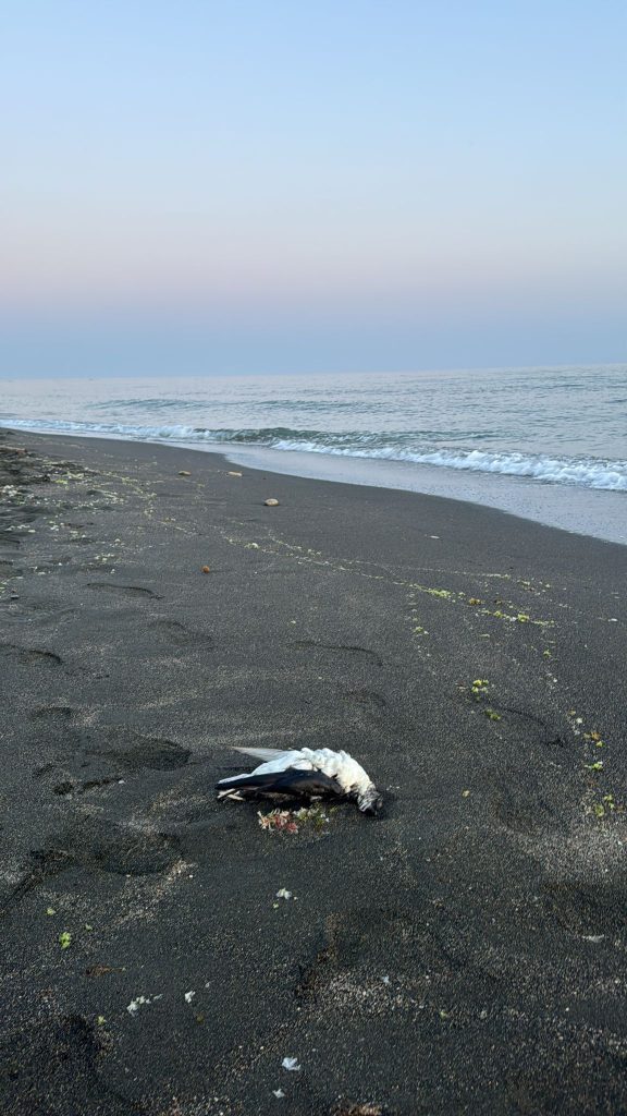 Ieri, sulle spiagge di Ladispoli e Cerveteri sono stati ritrovati dei cadaveri di Berta minore